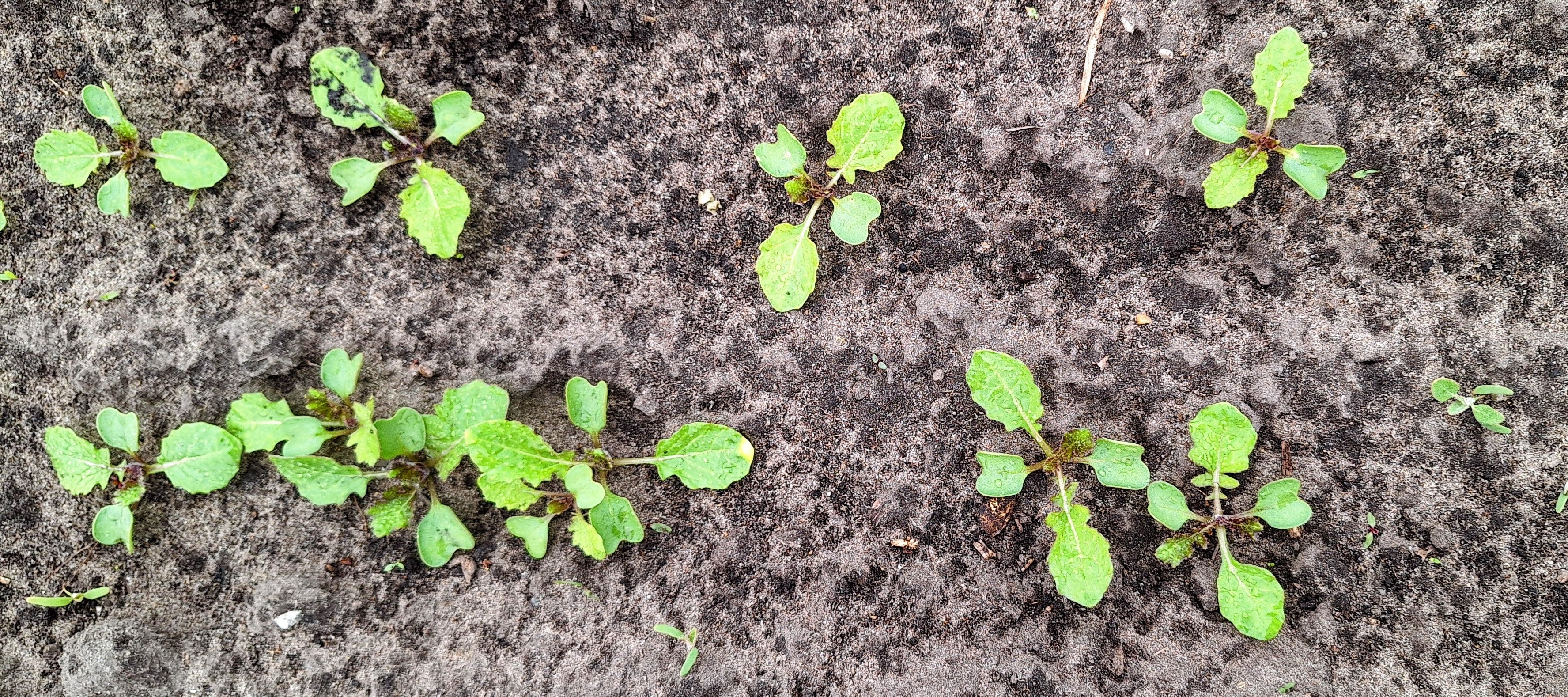 Lambsquarter seedlings emerging amongst rows of emerging turnip plants.